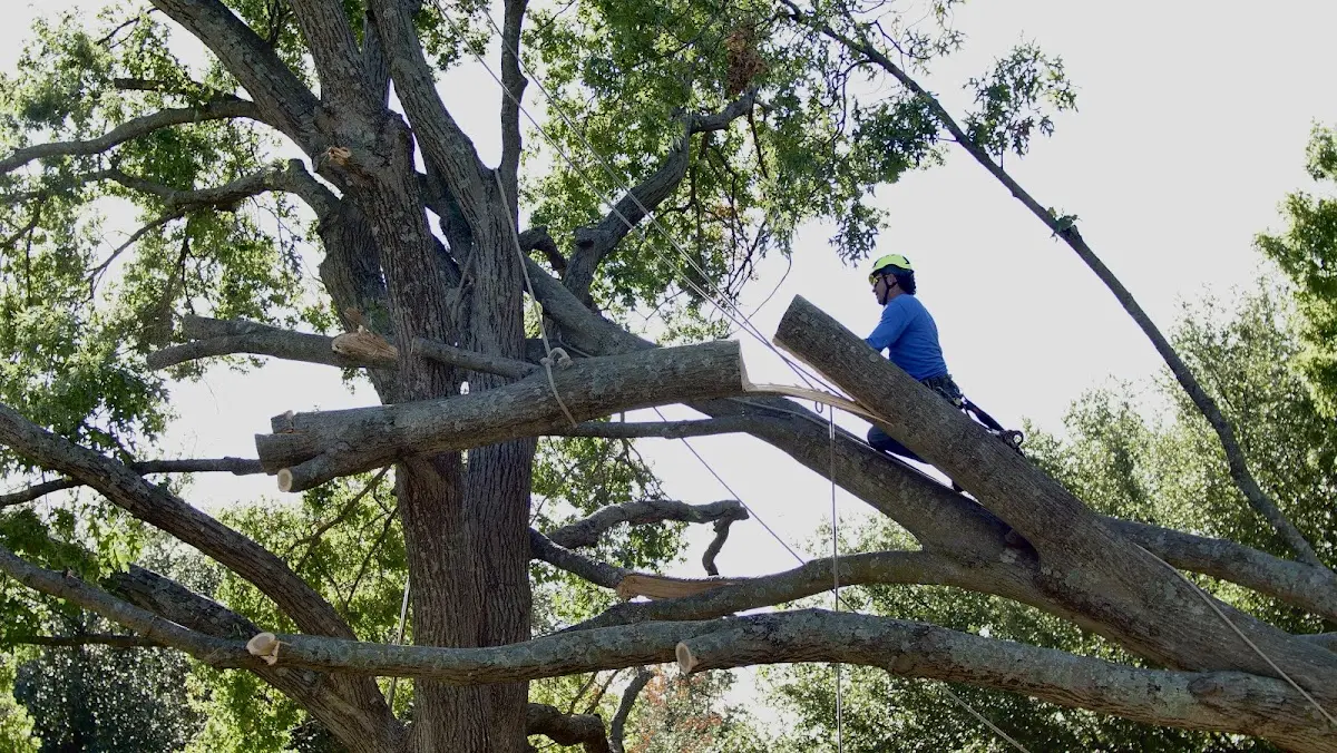 Professional Hazardous Tree Removal performed by certified arborists in Algodones