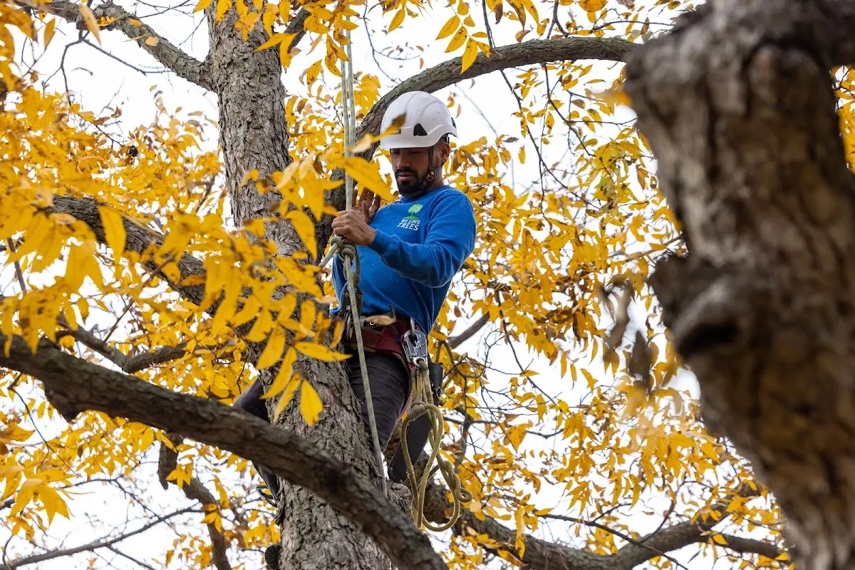Skilled Storm Damage Cleanup crew working in Algodones